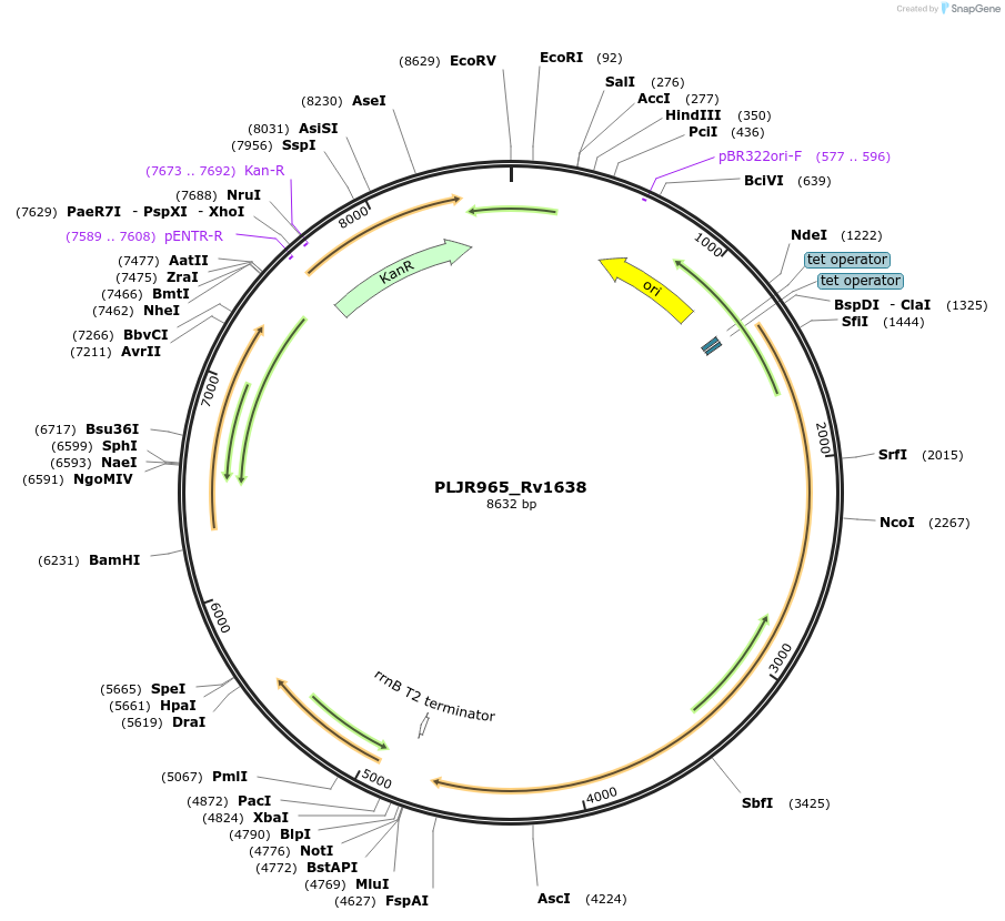 241231-plasmid-map-sequence-id-483389