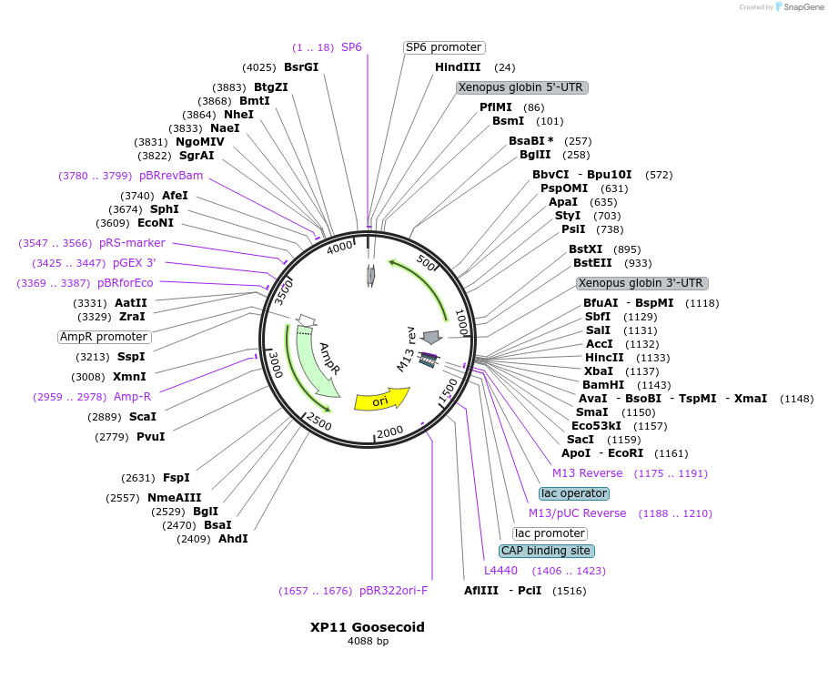 16979-plasmid-map-sequence-id-483455
