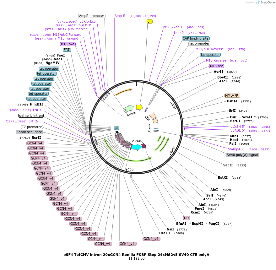 119945-plasmid-map-sequence-id-483465