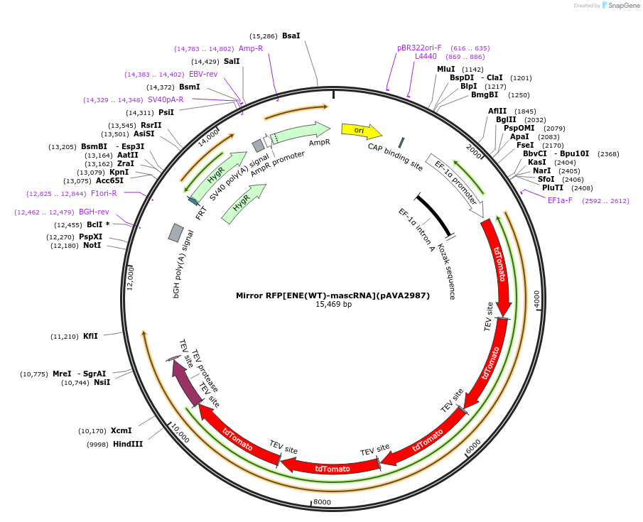 239348-plasmid-map-sequence-id-483539