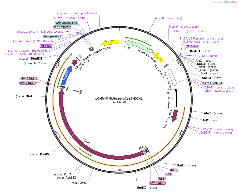 240528-plasmid-map-sequence-id-483546