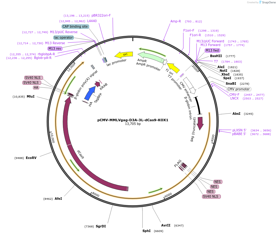 240532-plasmid-map-sequence-id-483549