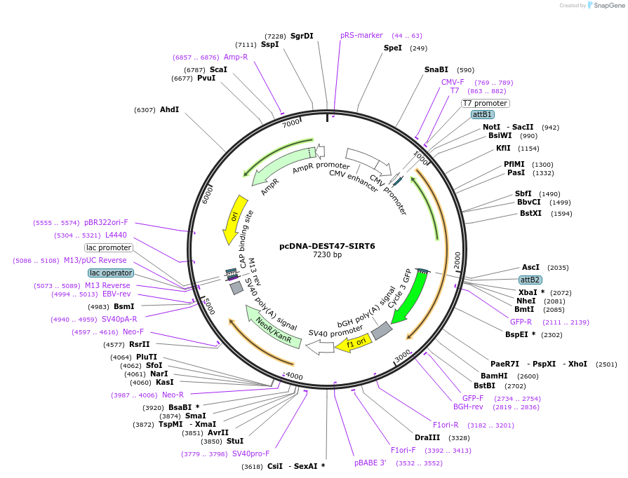 242136-plasmid-map-sequence-id-483733