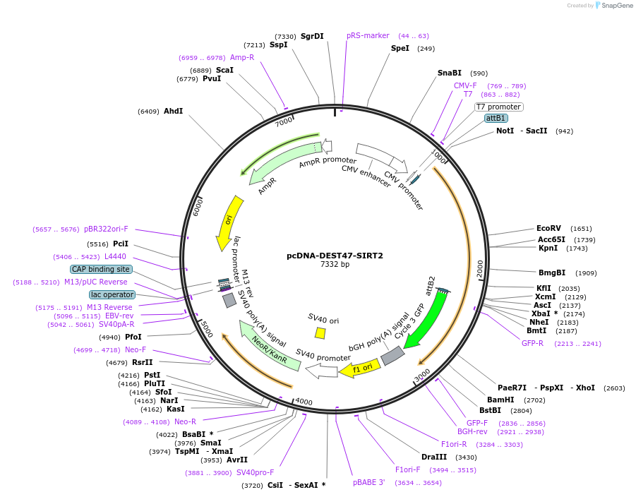 242132-plasmid-map-sequence-id-483745