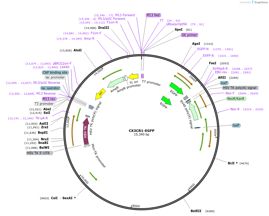 24061-plasmid-map-sequence-id-483748