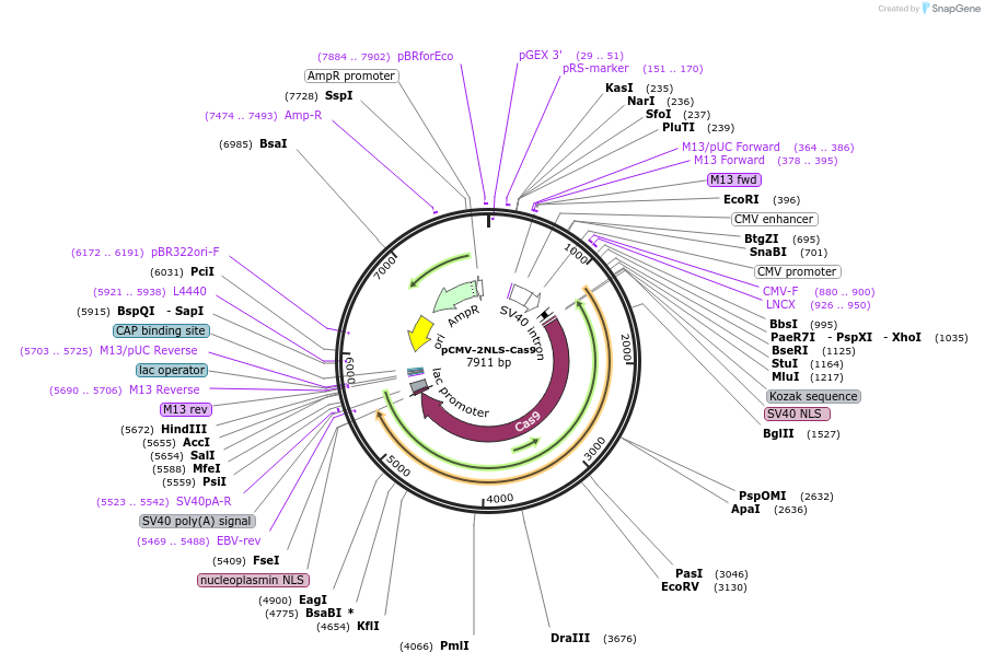 229773-plasmid-map-sequence-id-483894