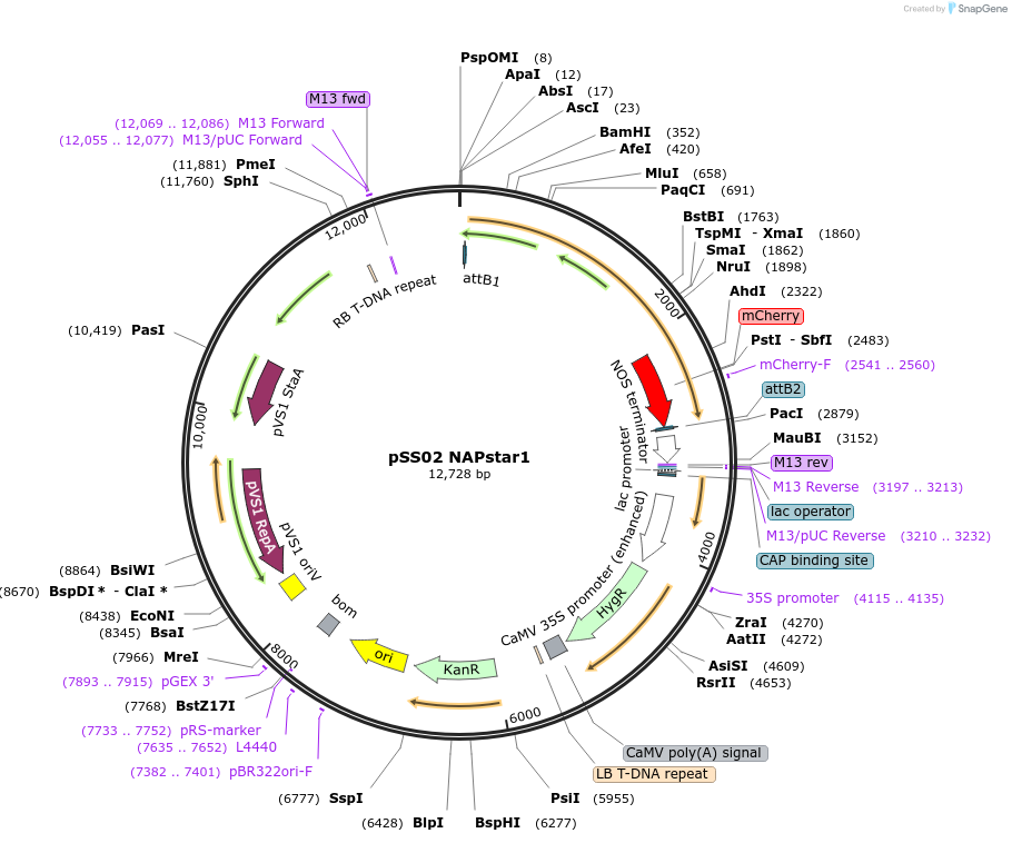 241270-plasmid-map-sequence-id-483898