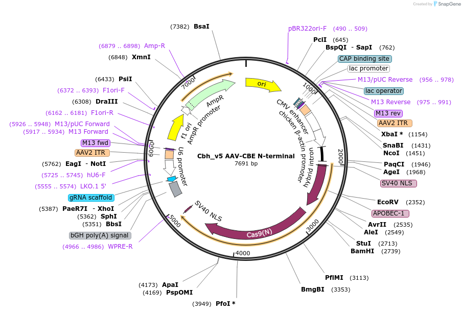 137175-plasmid-map-sequence-id-483901