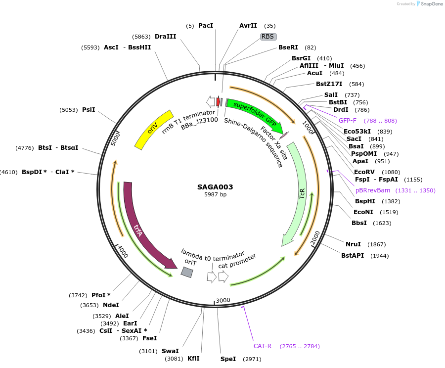 240752-plasmid-map-sequence-id-483912