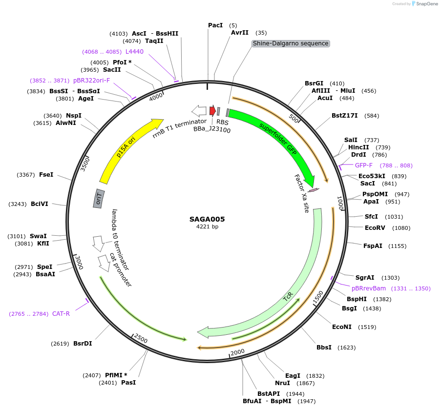 240754-plasmid-map-sequence-id-483915