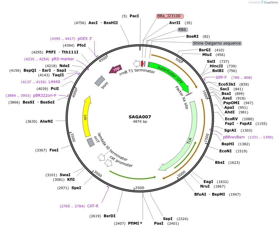 240756-plasmid-map-sequence-id-483919