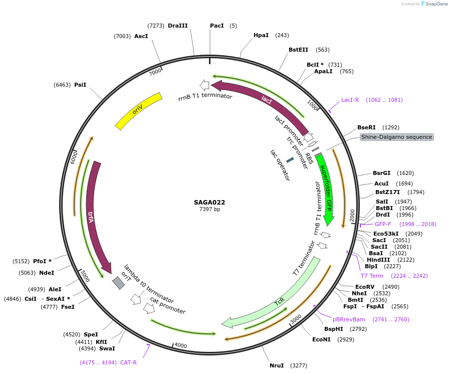 240771-plasmid-map-sequence-id-483999