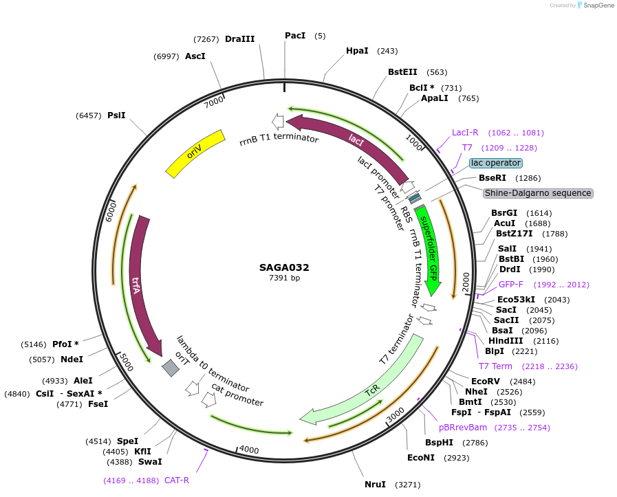 240781-plasmid-map-sequence-id-484013