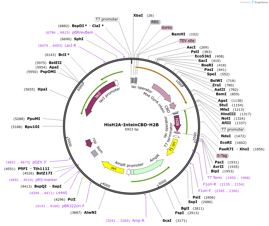 240442-plasmid-map-sequence-id-484213