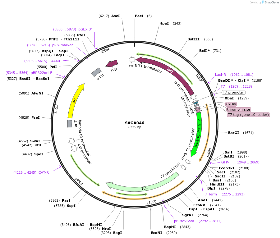 240795-plasmid-map-sequence-id-484228