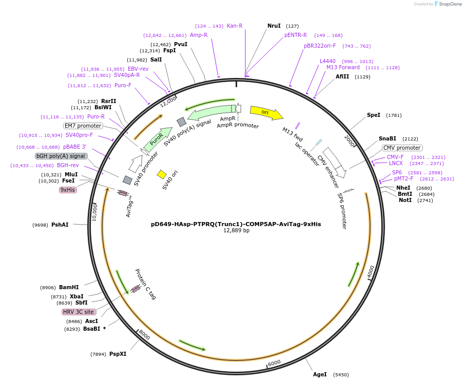 157614-plasmid-map-sequence-id-484465