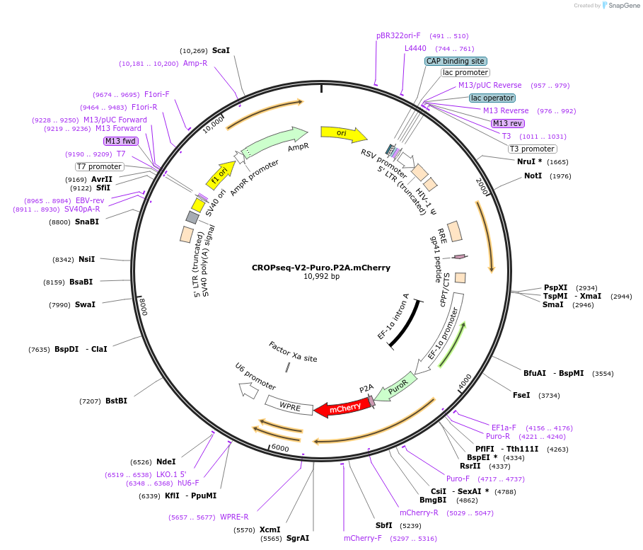 242847-plasmid-map-sequence-id-484491