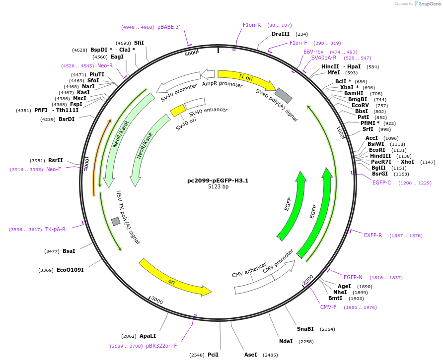 241429-plasmid-map-sequence-id-484515