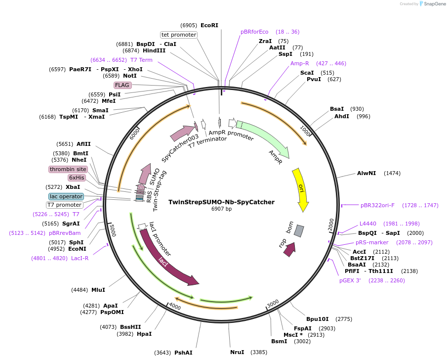 243752-plasmid-map-sequence-id-484562