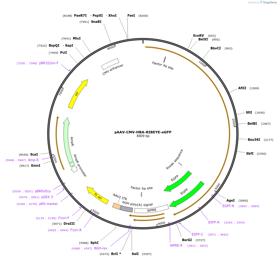 241988-plasmid-map-sequence-id-484630