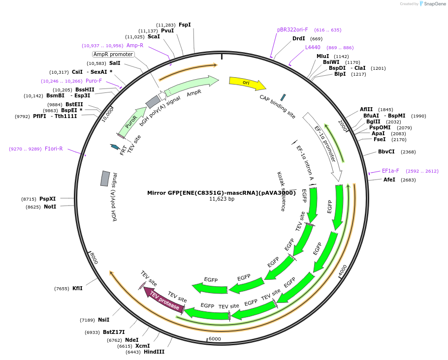 239349-plasmid-map-sequence-id-484634