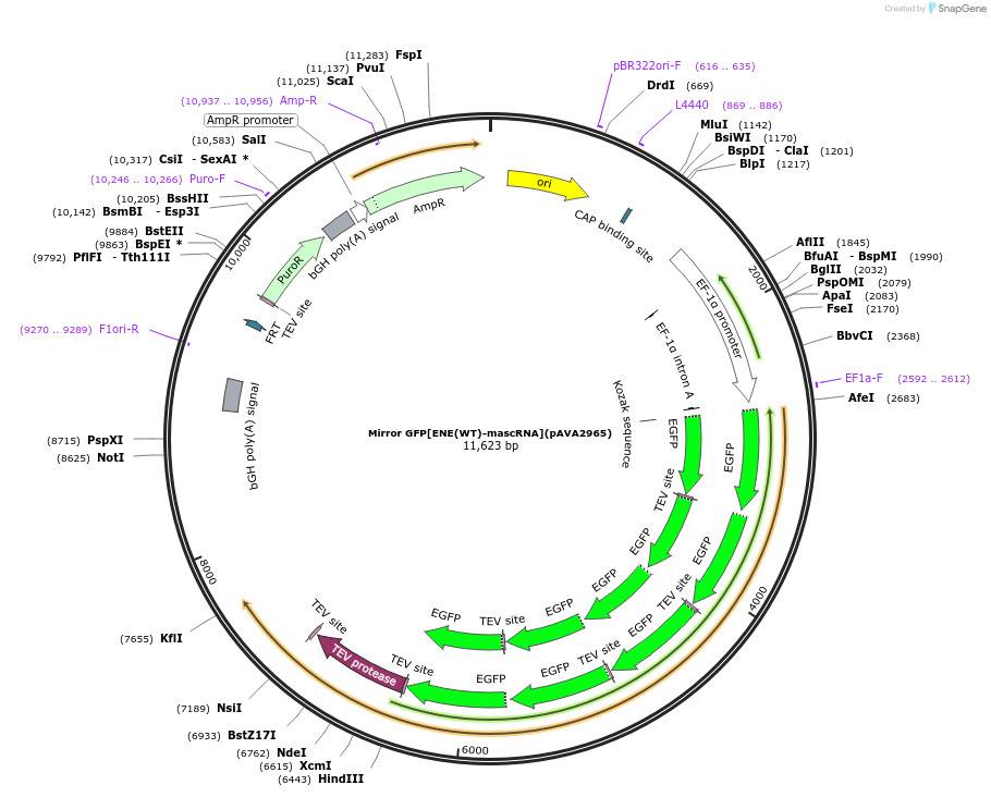 239351-plasmid-map-sequence-id-484635