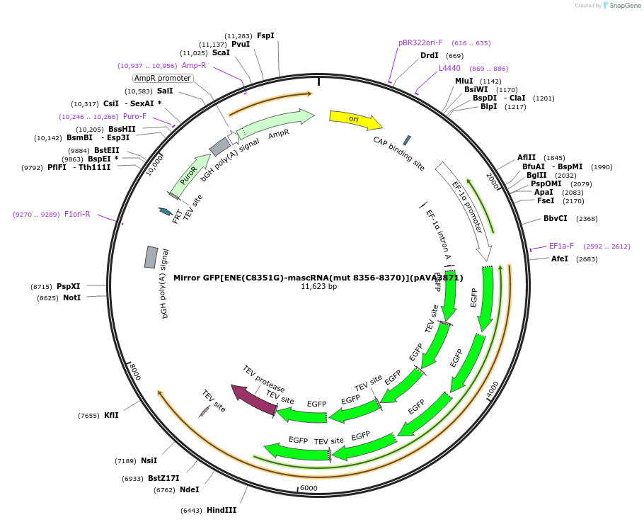 239352-plasmid-map-sequence-id-484636