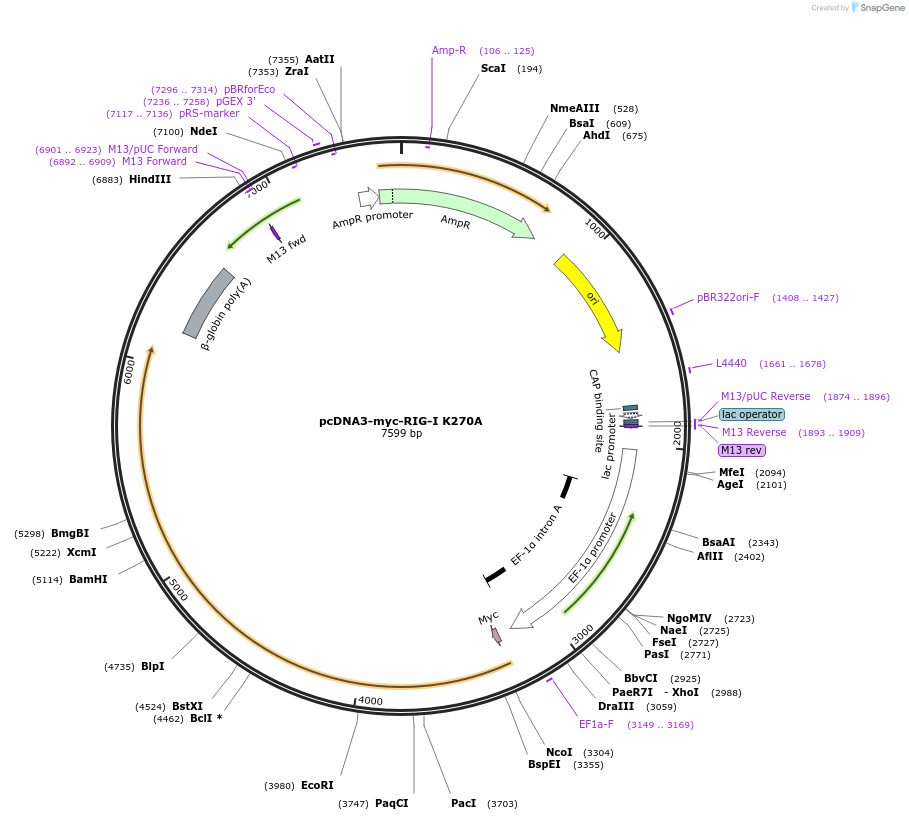 240815-plasmid-map-sequence-id-484743