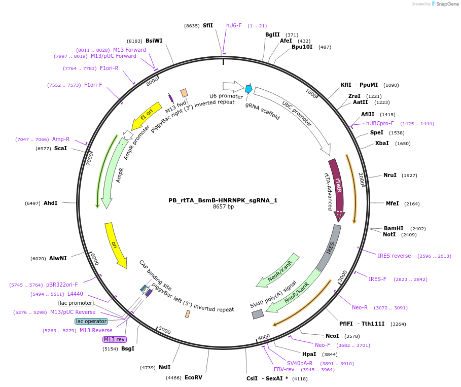 242897-plasmid-map-sequence-id-484772