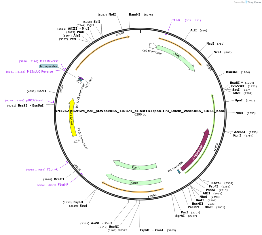 235117-plasmid-map-sequence-id-485033