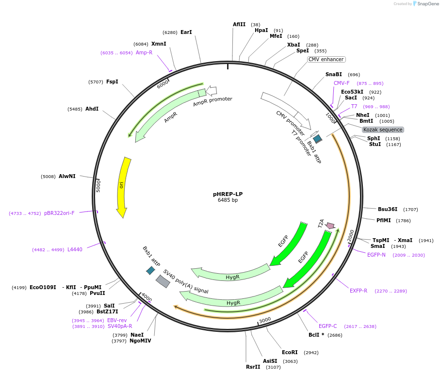 240432-plasmid-map-sequence-id-485139