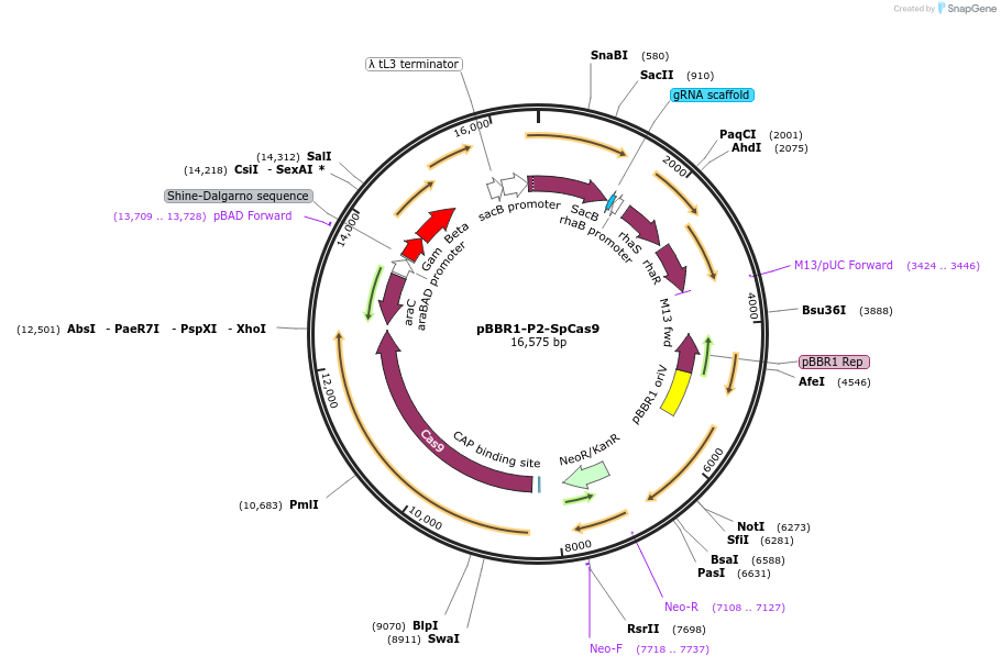 232354-plasmid-map-sequence-id-485173