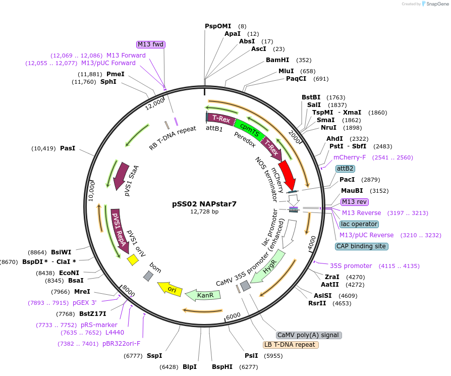 241224-plasmid-map-sequence-id-485228