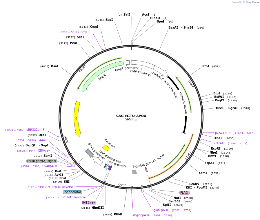 242338-plasmid-map-sequence-id-485229