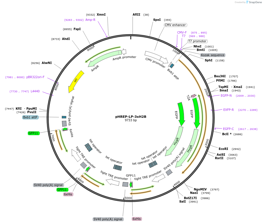 240439-plasmid-map-sequence-id-485232