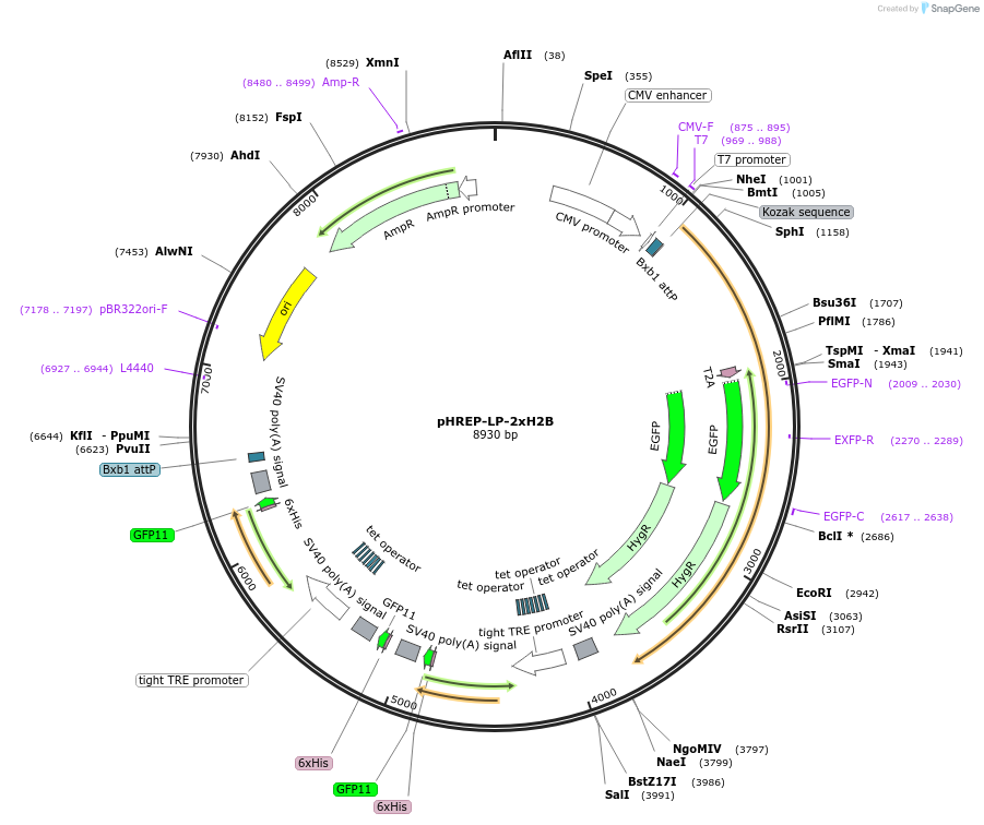 240438-plasmid-map-sequence-id-485236