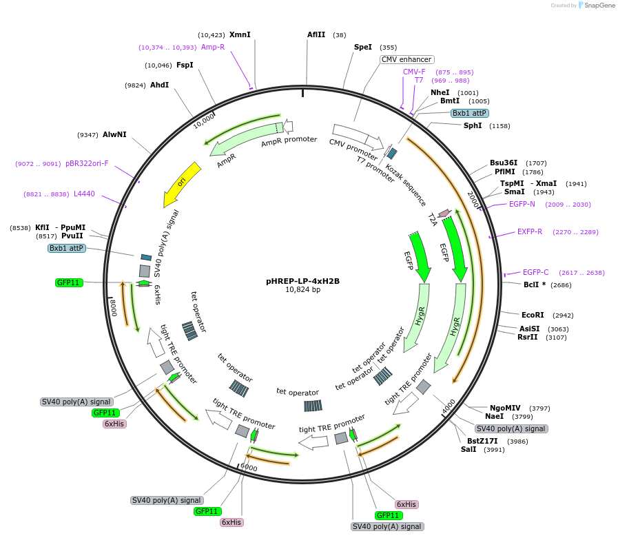 240440-plasmid-map-sequence-id-485237