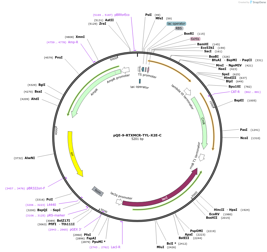 241348-plasmid-map-sequence-id-485304