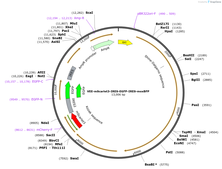 242407-plasmid-map-sequence-id-485333