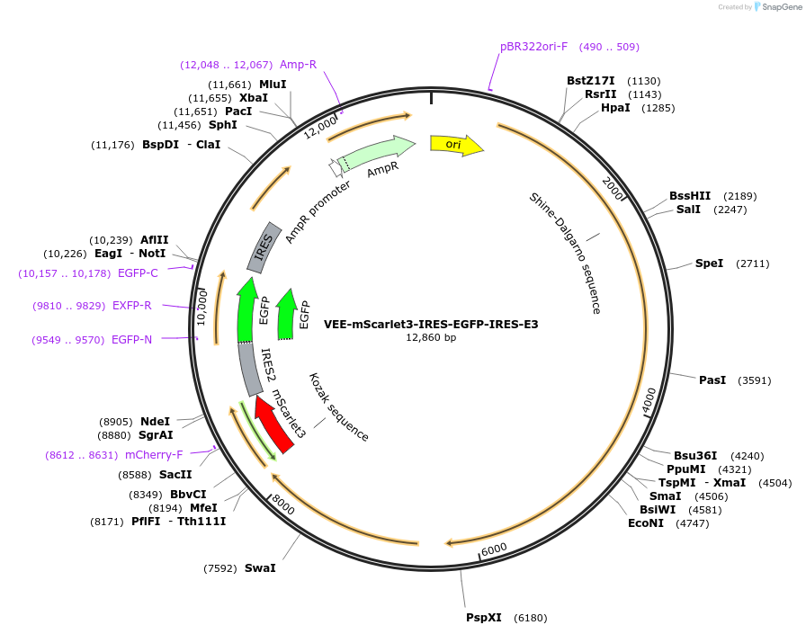 242408-plasmid-map-sequence-id-485338