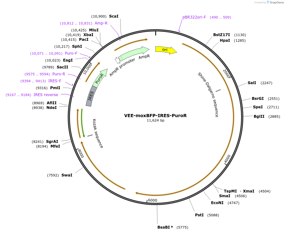 242413-plasmid-map-sequence-id-485339