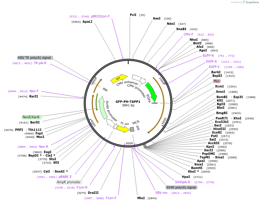 161985-plasmid-map-sequence-id-485426