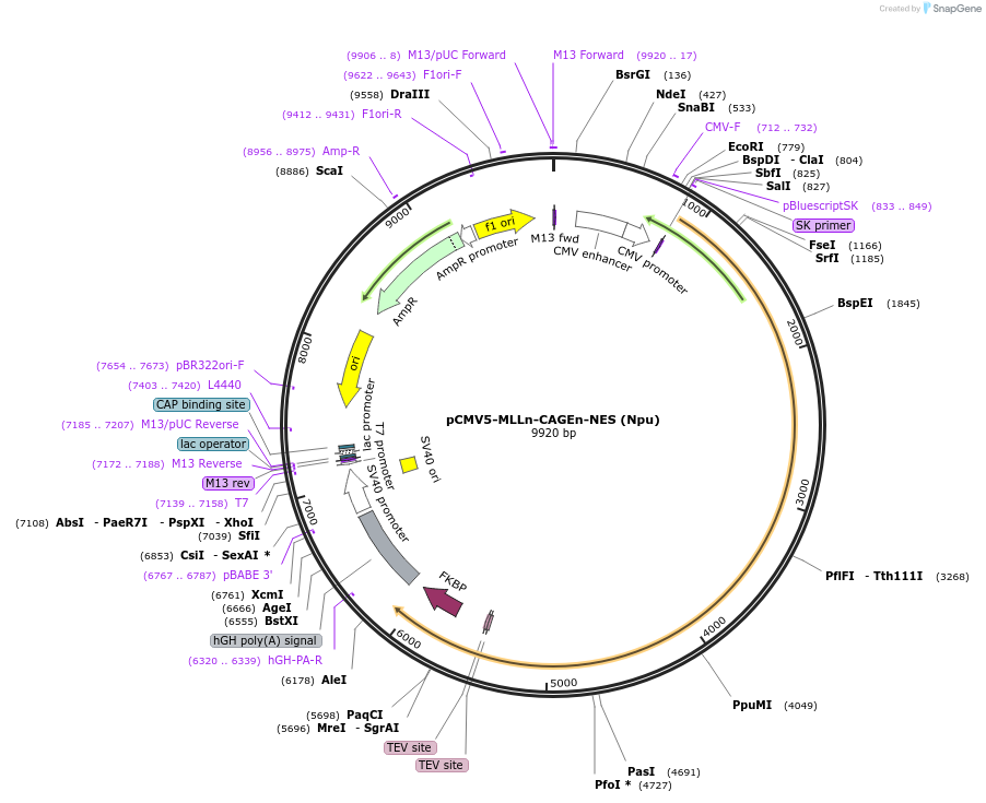 241411-plasmid-map-sequence-id-485478