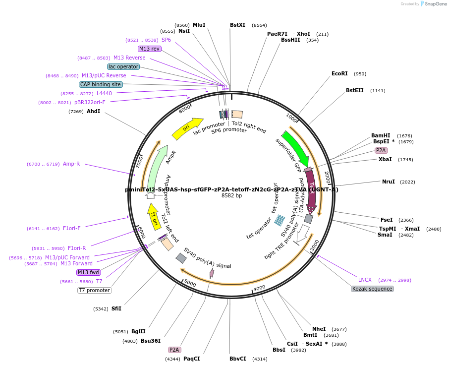 240272-plasmid-map-sequence-id-485525
