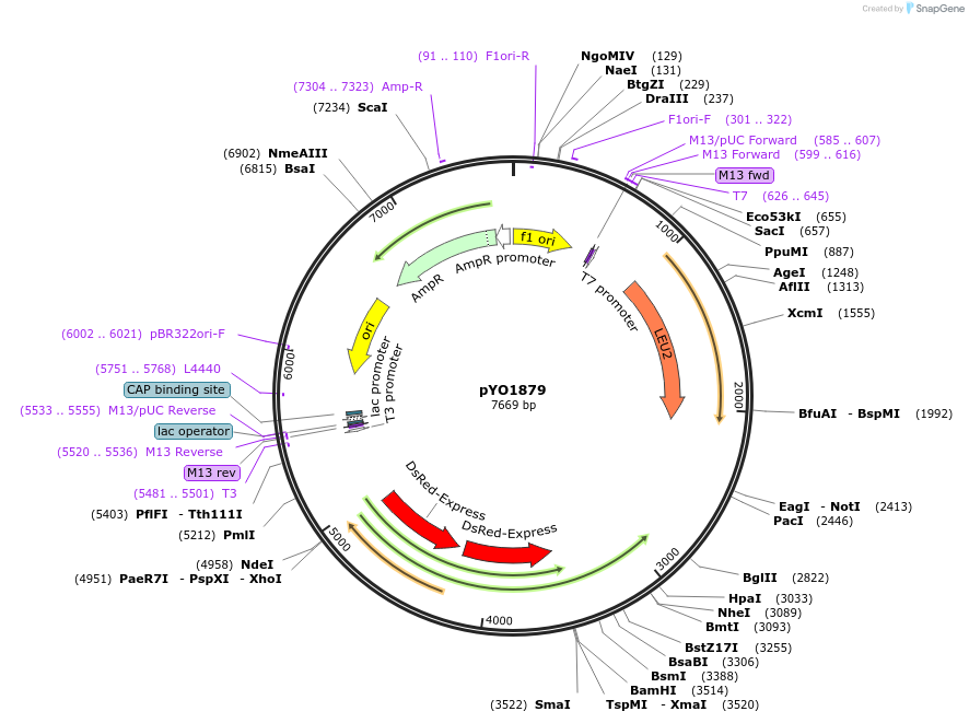 242480-plasmid-map-sequence-id-485595