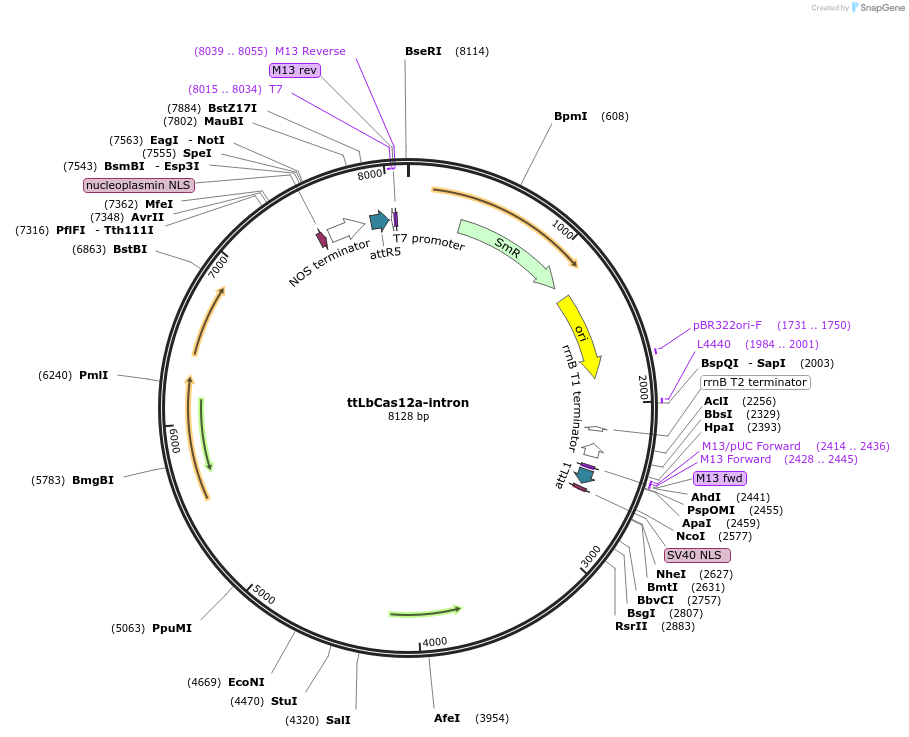 241901-plasmid-map-sequence-id-485642