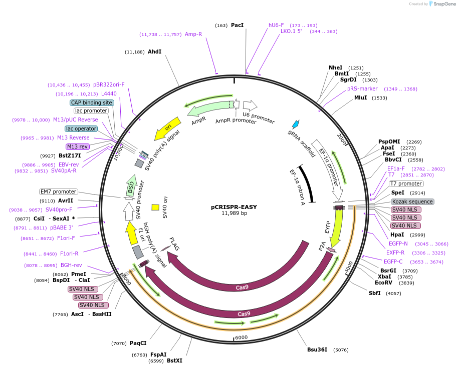 241237-plasmid-map-sequence-id-485643