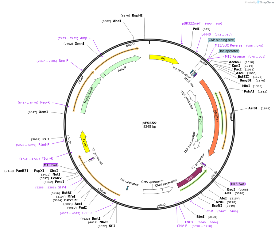 242859-plasmid-map-sequence-id-485659