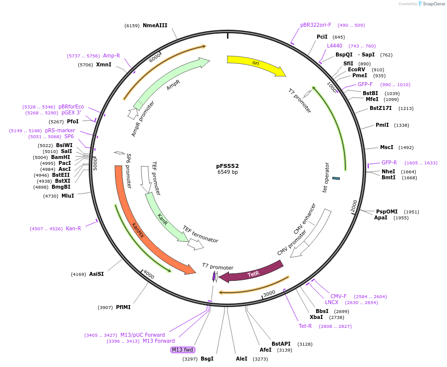 242852-plasmid-map-sequence-id-485669