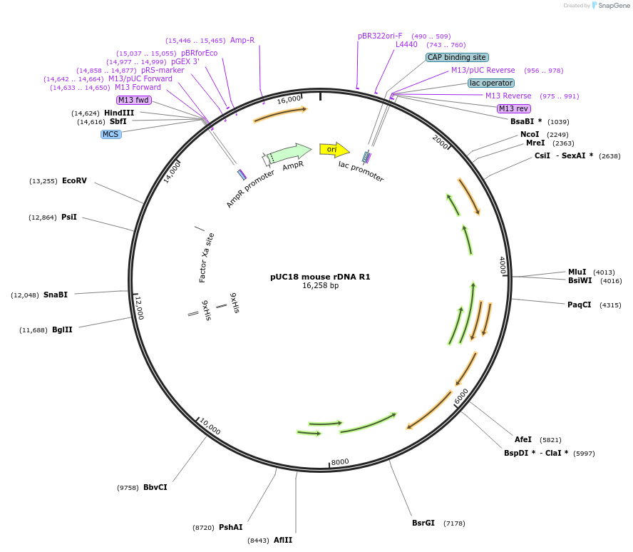 240559-plasmid-map-sequence-id-485695